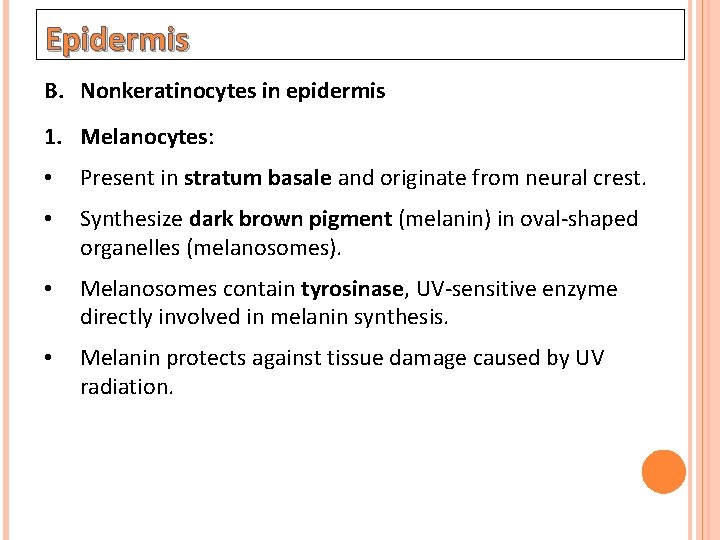 Epidermis B. Nonkeratinocytes in epidermis 1. Melanocytes: • Present in stratum basale and originate