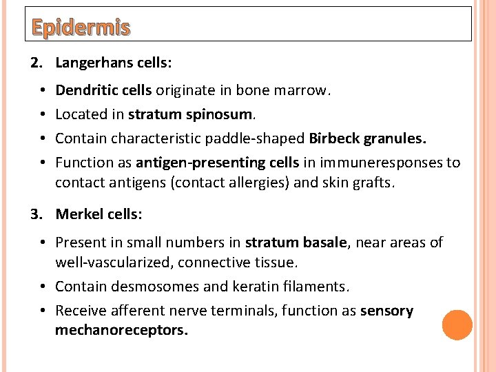 Epidermis 2. Langerhans cells: • • Dendritic cells originate in bone marrow. Located in