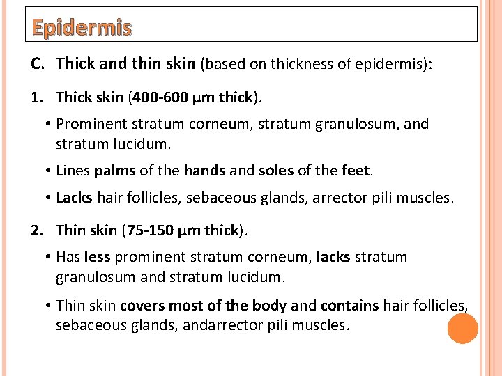 Epidermis C. Thick and thin skin (based on thickness of epidermis): 1. Thick skin