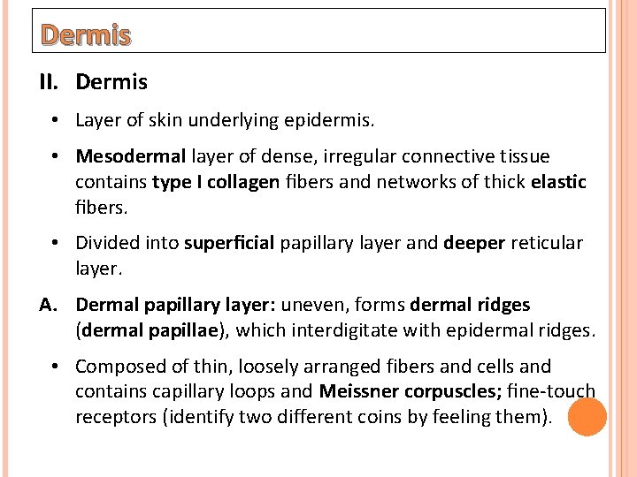 Dermis II. Dermis • Layer of skin underlying epidermis. • Mesodermal layer of dense,