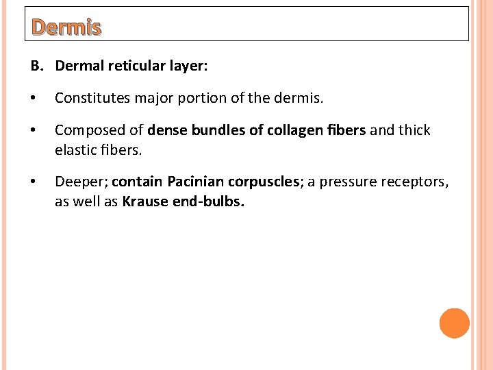 Dermis B. Dermal reticular layer: • Constitutes major portion of the dermis. • Composed