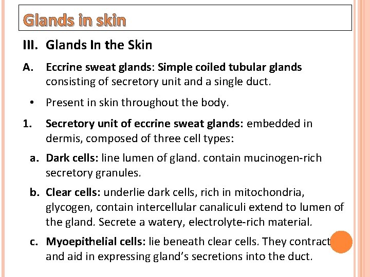 Glands in skin III. Glands In the Skin A. Eccrine sweat glands: Simple coiled