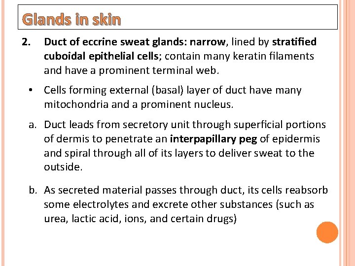 Glands in skin 2. Duct of eccrine sweat glands: narrow, lined by stratiﬁed cuboidal