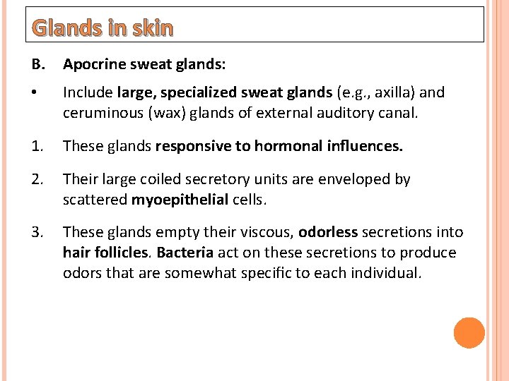 Glands in skin B. Apocrine sweat glands: • Include large, specialized sweat glands (e.