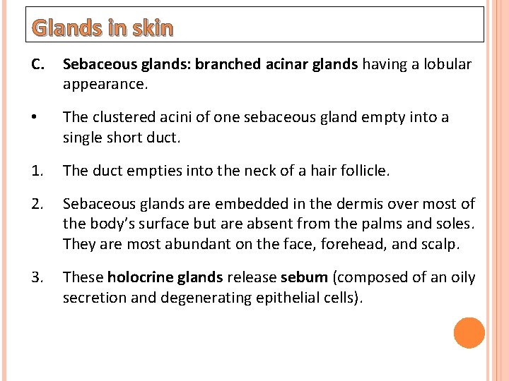 Glands in skin C. Sebaceous glands: branched acinar glands having a lobular appearance. •