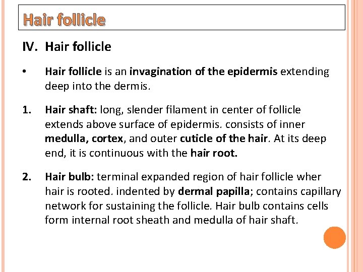 Hair follicle IV. Hair follicle • Hair follicle is an invagination of the epidermis