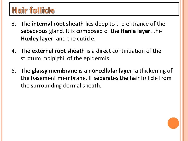 Hair follicle 3. The internal root sheath lies deep to the entrance of the