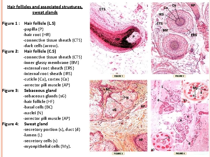 Hair follicles and associated structures, sweat glands Figure 1 : Hair follicle (L. S)