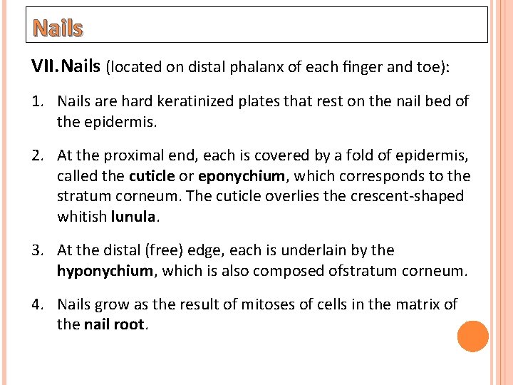 Nails VII. Nails (located on distal phalanx of each ﬁnger and toe): 1. Nails