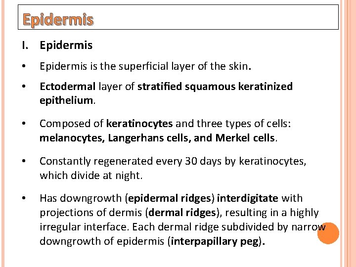 Epidermis I. Epidermis • Epidermis is the superﬁcial layer of the skin. • Ectodermal