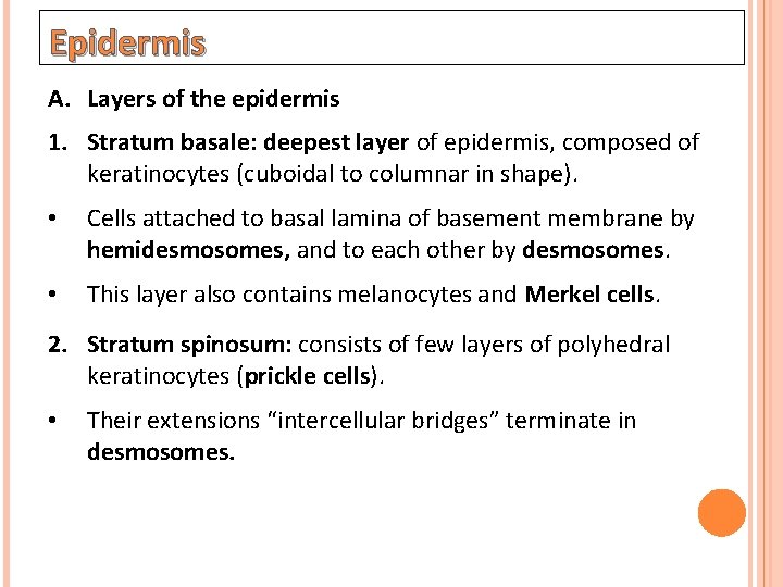 Epidermis A. Layers of the epidermis 1. Stratum basale: deepest layer of epidermis, composed