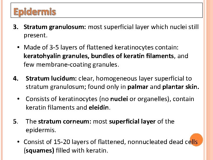 Epidermis 3. Stratum granulosum: most superﬁcial layer which nuclei still present. • Made of