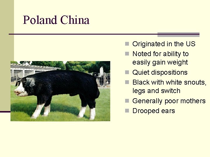 Poland China n Originated in the US n Noted for ability to n n