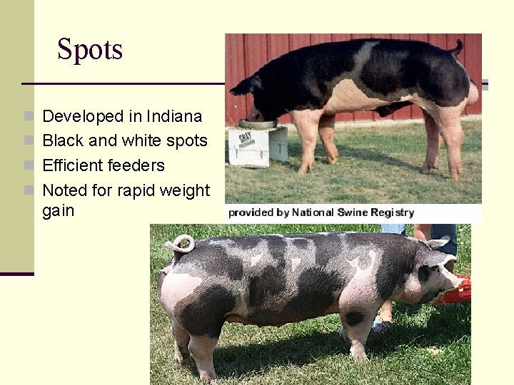 Spots n Developed in Indiana n Black and white spots n Efficient feeders n