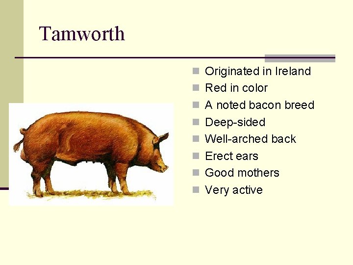 Tamworth n Originated in Ireland n Red in color n A noted bacon breed