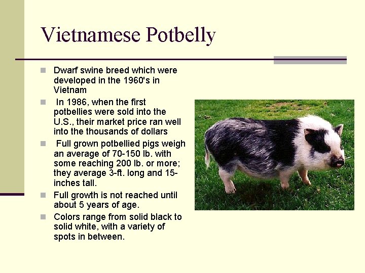 Vietnamese Potbelly n Dwarf swine breed which were n n developed in the 1960's