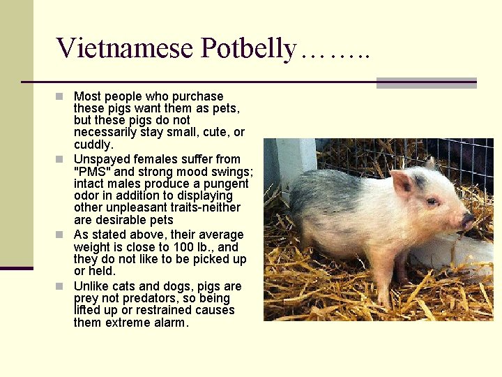 Vietnamese Potbelly……. . n Most people who purchase these pigs want them as pets,