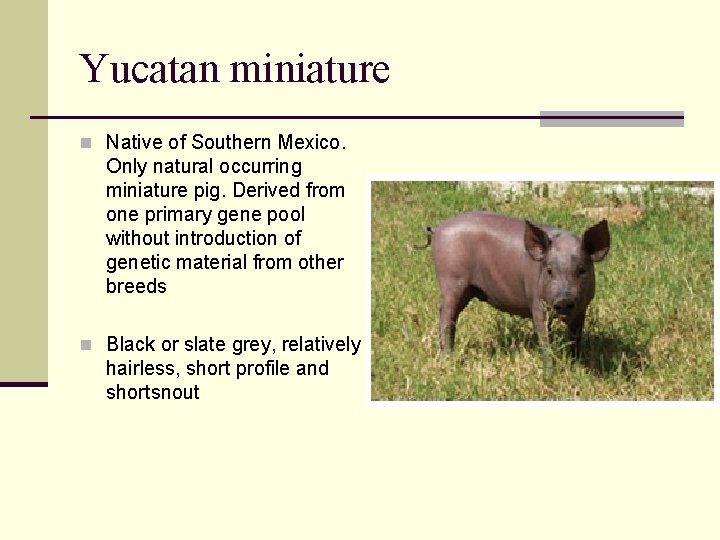 Yucatan miniature n Native of Southern Mexico. Only natural occurring miniature pig. Derived from