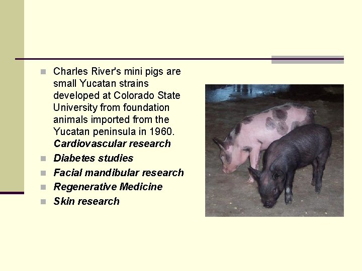 n Charles River's mini pigs are n n small Yucatan strains developed at Colorado