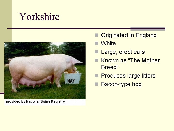 Yorkshire n Originated in England n White n Large, erect ears n Known as