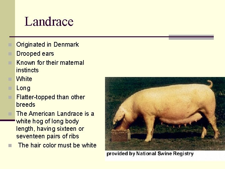Landrace n Originated in Denmark n Drooped ears n Known for their maternal n