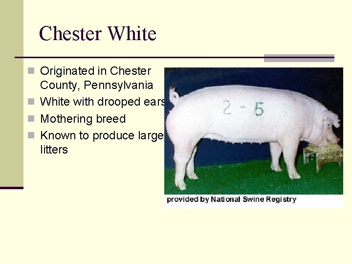 Chester White n Originated in Chester County, Pennsylvania n White with drooped ears n