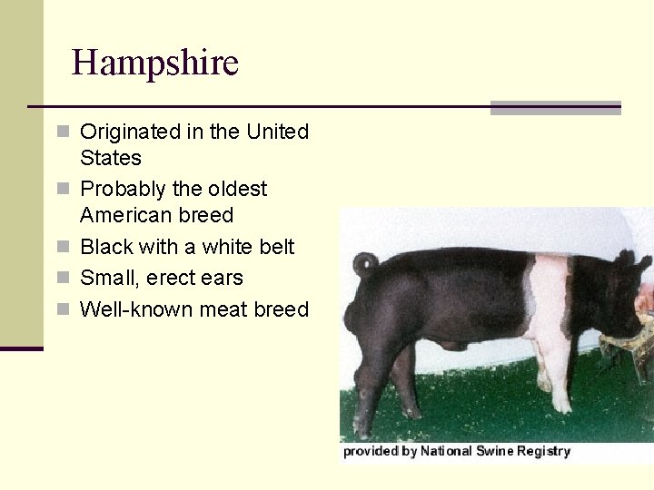 Hampshire n Originated in the United n n States Probably the oldest American breed