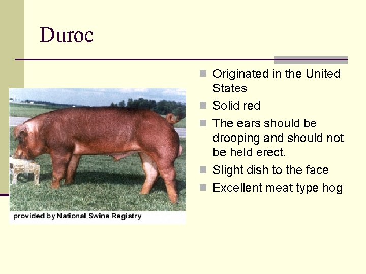 Duroc n Originated in the United n n States Solid red The ears should