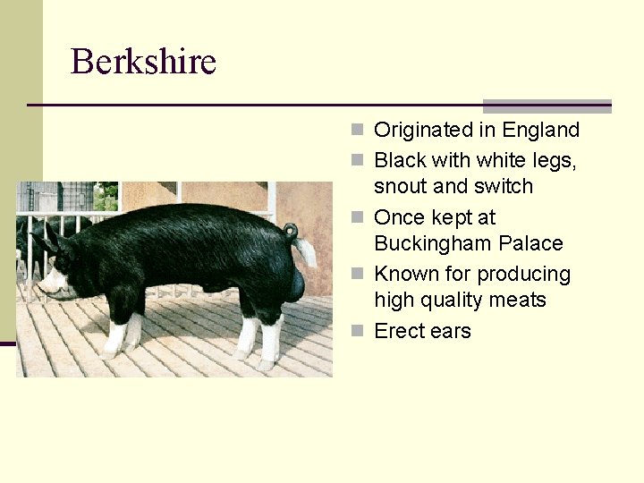 Berkshire n Originated in England n Black with white legs, snout and switch n