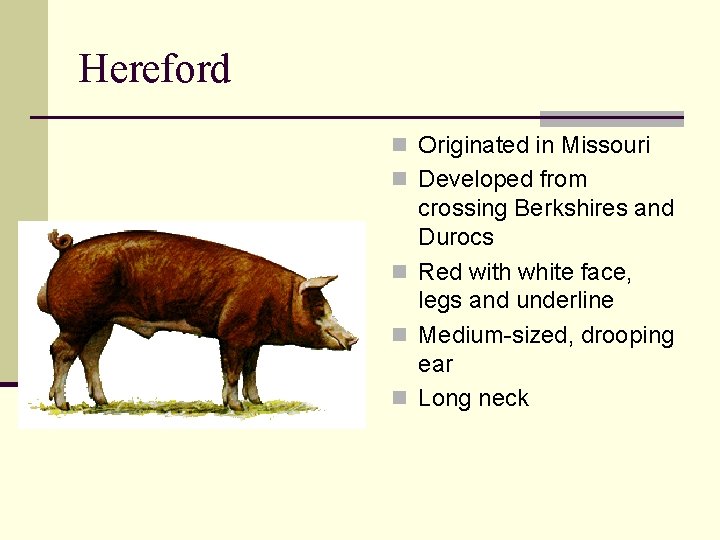 Hereford n Originated in Missouri n Developed from crossing Berkshires and Durocs n Red