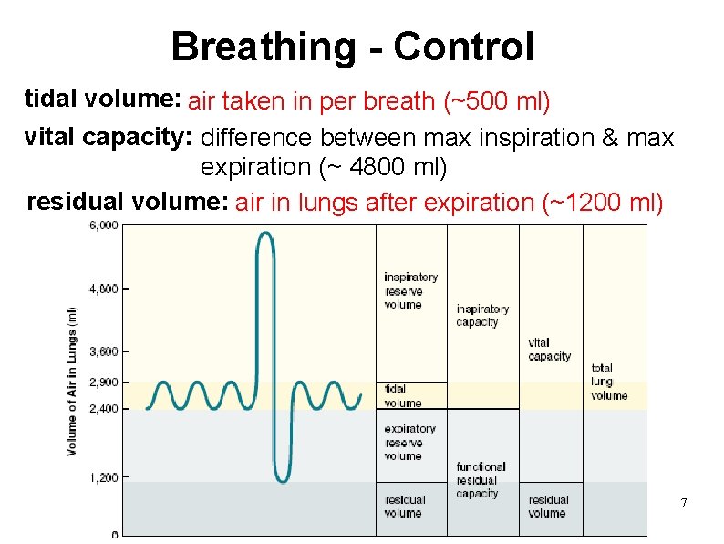 Breathing - Control tidal volume: air taken in per breath (~500 ml) vital capacity: