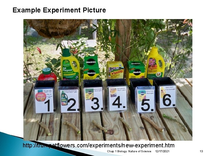 Example Experiment Picture http: //trumpetflowers. com/experiments/new-experiment. htm Chap 1 Biology Nature of Science 12/17/2021