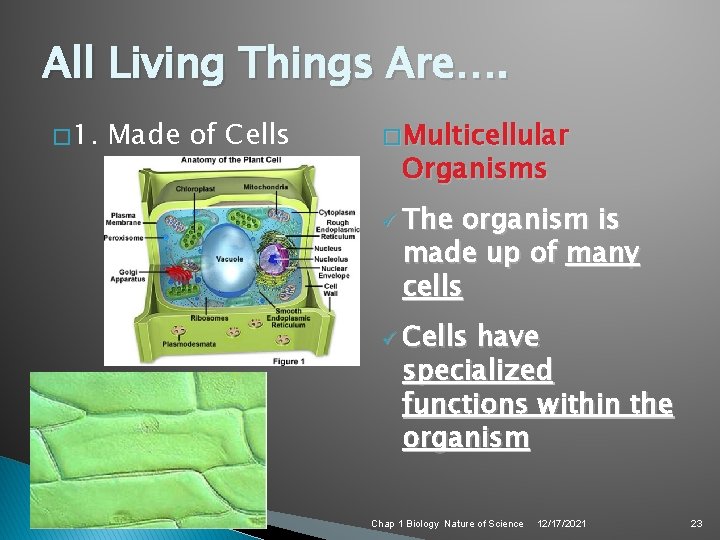 All Living Things Are…. � 1. Made of Cells � Multicellular Organisms ü The