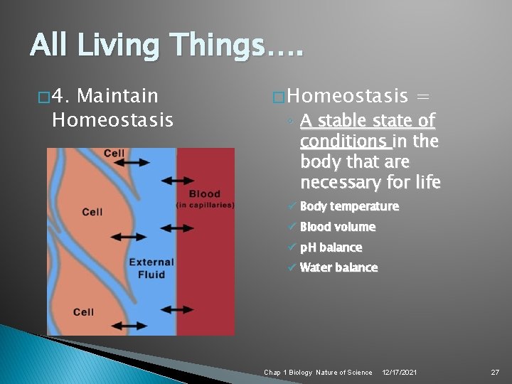All Living Things…. � 4. Maintain Homeostasis � Homeostasis = ◦ A stable state