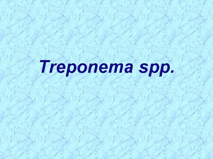 Treponema spp. 