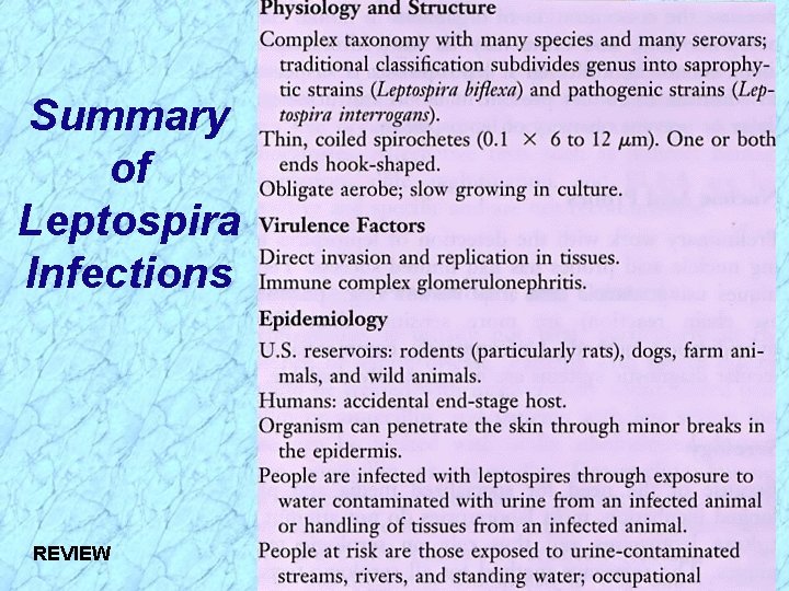 Summary of Leptospira Infections REVIEW 