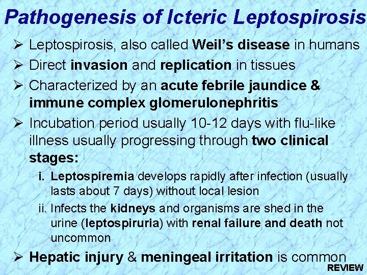 Pathogenesis of Icteric Leptospirosis Ø Leptospirosis, also called Weil’s disease in humans Ø Direct