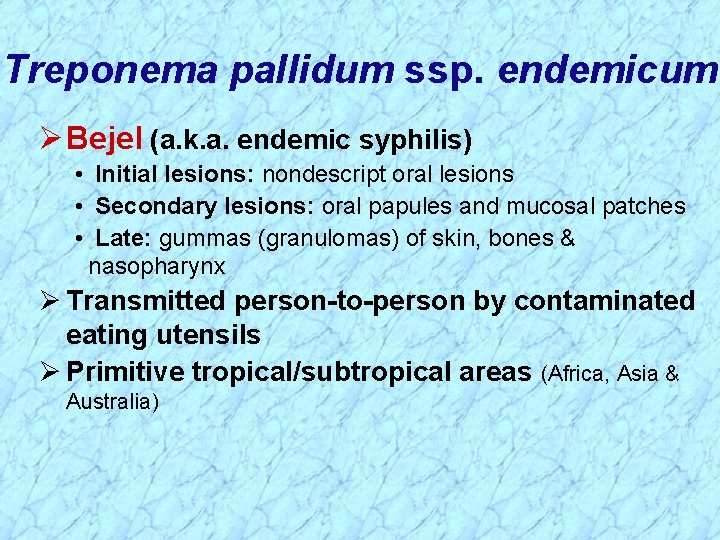 Treponema pallidum ssp. endemicum Ø Bejel (a. k. a. endemic syphilis) • Initial lesions: