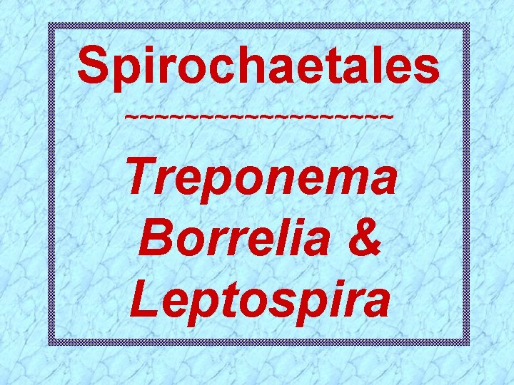 Spirochaetales ~~~~~~~~~ Treponema Borrelia & Leptospira 
