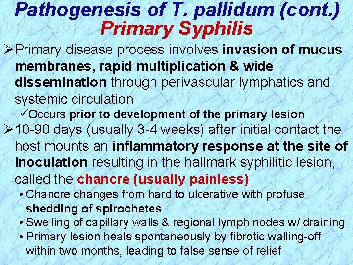 Pathogenesis of T. pallidum (cont. ) Primary Syphilis ØPrimary disease process involves invasion of