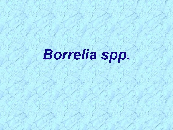 Borrelia spp. 