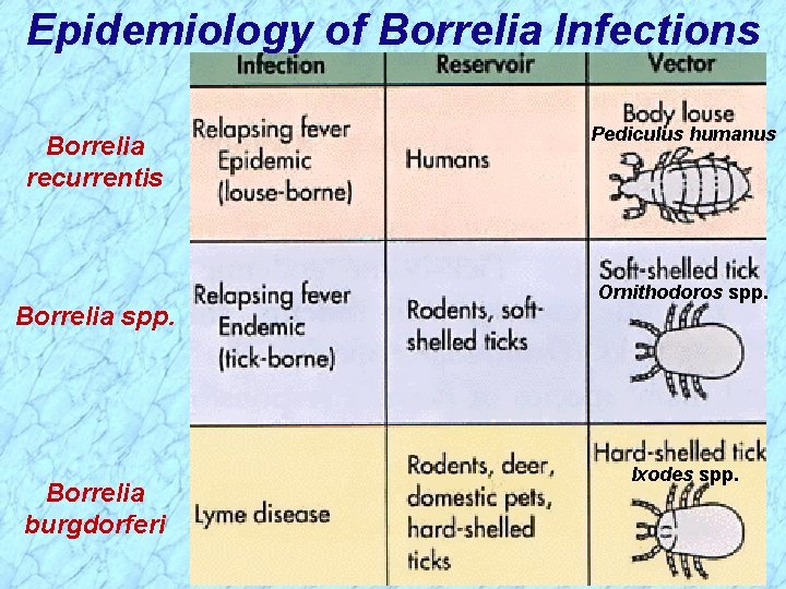 Epidemiology of Borrelia Infections Borrelia recurrentis Borrelia spp. Borrelia burgdorferi Pediculus humanus Ornithodoros spp.