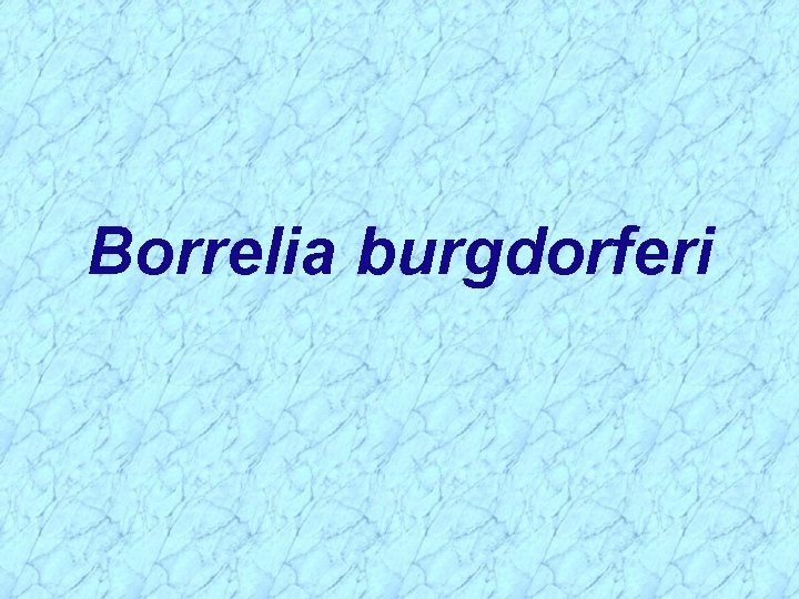 Borrelia burgdorferi 