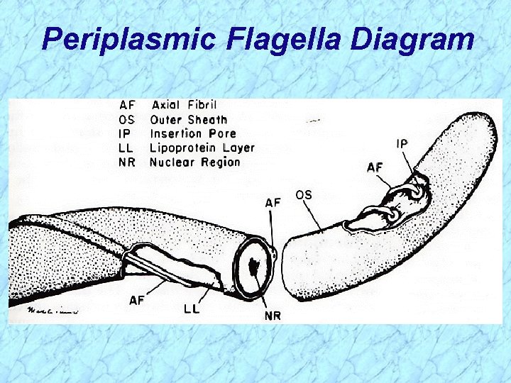 Periplasmic Flagella Diagram 