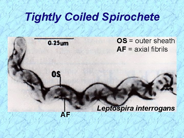 Tightly Coiled Spirochete OS = outer sheath AF = axial fibrils AF Leptospira interrogans