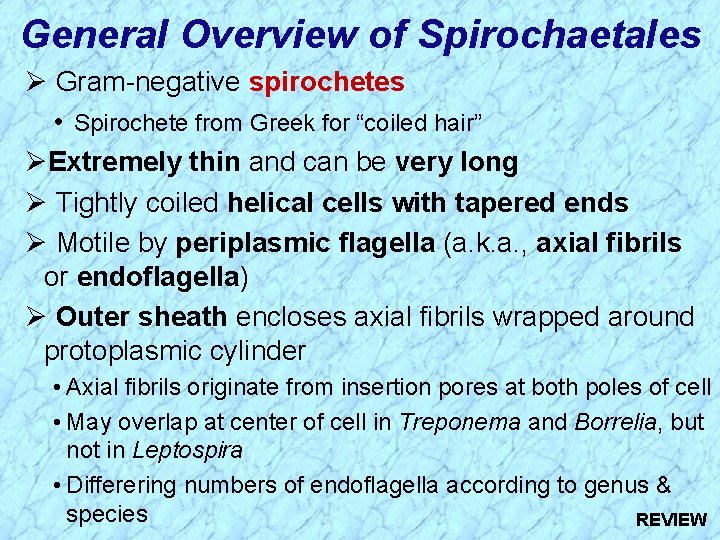 General Overview of Spirochaetales Ø Gram-negative spirochetes • Spirochete from Greek for “coiled hair”