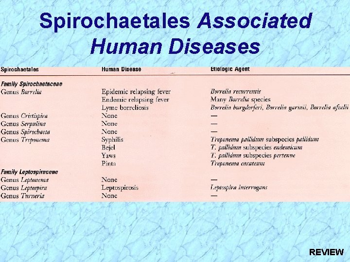 Spirochaetales Associated Human Diseases REVIEW 