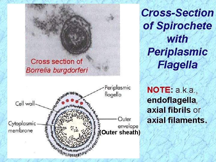 Cross-Section of Spirochete with Periplasmic Flagella Cross section of Borrelia burgdorferi NOTE: a. k.