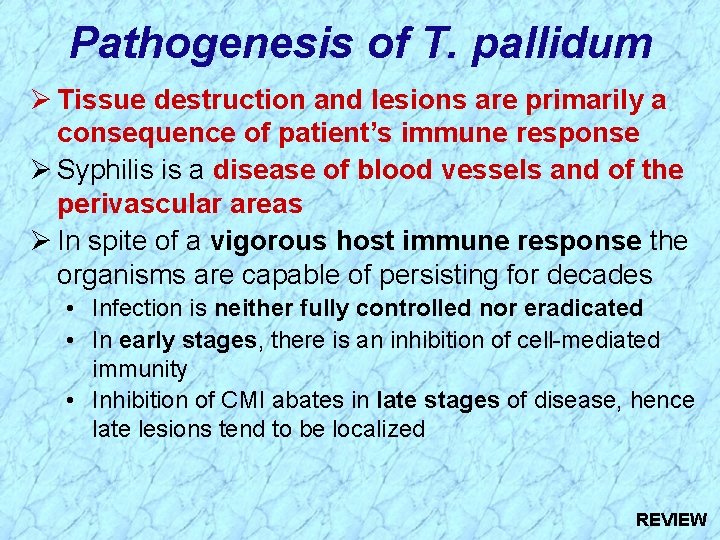Pathogenesis of T. pallidum Ø Tissue destruction and lesions are primarily a consequence of