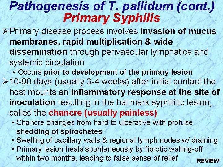 Pathogenesis of T. pallidum (cont. ) Primary Syphilis ØPrimary disease process involves invasion of